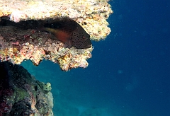 IMG_0740rf_Maldives_Madoogali_House reef_Poisson faucon a tache de rousseur_Paracirrhites forsteri